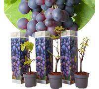 Vitis vinifera Cabernet Franc - Lot de 3 - Vigne - Pot 9cm - Hauteur 25-40cm