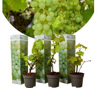 Vitis vinifera Chardonnay - Lot de 3 - Vigne - Pot 9cm - Hauteur 25-40cm