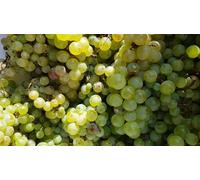 Vitis vinifera 'Chasselas doré' / Vigne 'Chasselas doré' / Conteneur de 3 à 4 litres