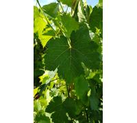 Vitis vinifera 'Chasselas rose' cl61 greffé sur 3309 / Vigne 'Chasselas rose' / Conteneur de 3 à 4 litres/Raisin de table