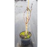 Vitis vinifera 'Chenin cl 220' greffé sur Riparia Gloire/Cépage Blanc/Conteneur de 3 à 4 litres/Raisin pour vin