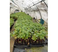 Vitis vinifera 'Cot cl 598' greffé sur 3309 / Cépage noir Malbec/Conteneur de 1 à 1.9 litres