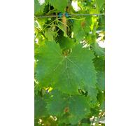 Vitis vinifera 'Muscat d'Alexandrie’ / Vigne 'Muscat d'Alexandrie’ / Conteneur de 1 à 1.9 litres/Raisin de table