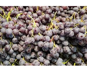 Vitis vinifera 'Muscat de Hambourg' cl 202 greffé sur 3309 / Vigne 'Muscat de Hambourg' / Conteneur de 3 à 4 litres/Raisin de table