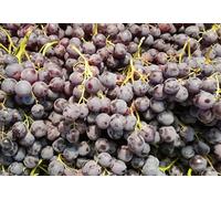 Vitis vinifera 'Muscat de Hambourg' greffé sur 3309 / Vigne 'Muscat de Hambourg' / Conteneur de 1 à 1.9 litres/Raisin de table