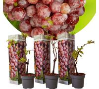 Vitis vinifera Pinot Gris - Lot de 3 - Vigne - Pot 9cm - Hauteur 25-40cm
