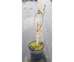 Vitis vinifera 'Sauvignon cl 376' greffé sur 3309 / Cépage Blanc/Conteneur de 3 à 4 litres/Raisin pour vin