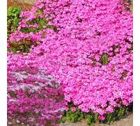 Vivaces résistantes à l'hiver, plusieurs couleurs thym, facile à entretenir, merveilles couvre-sol aromatiques pour jardin et balcon (rose)
