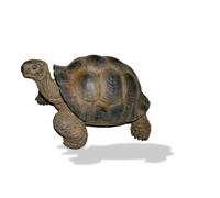 Vivid Arts Tortue Géante Réaliste Taille Moyenne (Taille D)