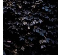 Michael vallera - Vivid Flu [Import]