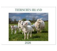 Vivre l'Irlande - Là où les moutons, les chevaux et les vaches façonnent le paysage, Version française (Calendrier mural 2026 DIN A3 portrait), Calendrier CALVENDO mensuel