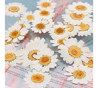 VIXDA 100 pièces Vraies Fleurs pressées séchées Naturelles Marguerite Blanche Fleur pressée pour Bijoux en résine Ongles Autocollants Maquillage Art Artisanat