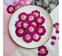 VIXDA 12 pièces/lot tête de Fleur séchée Naturelle pressée Grande Rose Plante pour résine époxy Pendentif Fabrication de Bijoux Artisanat Bricolage Nail Art Accessoires