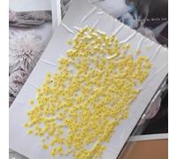VIXDA 80 pièces/0,5-1,5 cm, Mini pétales de Fleurs Myosotis pressés, Couleur Teinte, véritable Mini Fleur, Bricolage, amélioration des Ongles, Photo Artisanale