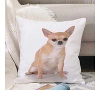 VJIZLOQB Housses de Coussin Court Peluche Carré Taie d'oreiller pour Sofa Canapé Chambre Chaise Domicile Décor,Chihuahua à Poil Court Canidé Assis Animaux Mignons Faune Adorable,40x40cm
