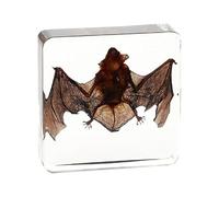 Vnook Résine De Taxidermie, Insecte en Résine Animal, Véritable Animal De Chauve-Souris, Échantillon Intégré Au Squelette, Taxidermie/Chauve-Souris