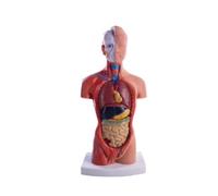 Vocdikficy Poupée D'Anatomie de Mannequin de Torse 15 Pièces Amovibles Modèle D'Organe Éducatif Modèle D'Anatomie D'Organe Interne Humain