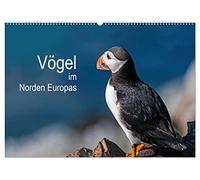 Vögel im Norden Europas (Wandkalender 2026 DIN A2 quer), CALVENDO Monatskalender: Beeindruckende Bilder über die faszinierende Vogelwelt in Skandinavien