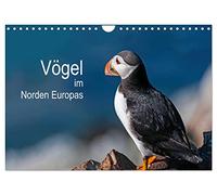 Vögel im Norden Europas (Wandkalender 2026 DIN A4 quer), CALVENDO Monatskalender: Beeindruckende Bilder über die faszinierende Vogelwelt in Skandinavien