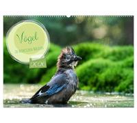 Vögel in heimischen Wäldern (Wandkalender 2026 DIN A2 quer), CALVENDO Monatskalender: In unseren heimischen Wäldern gibt es zahlreiche Vogelarten, von ... Vertreter hier fotografiert wurden..