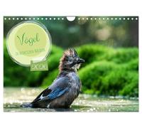 Vögel in heimischen Wäldern (Wandkalender 2026 DIN A4 quer), CALVENDO Monatskalender: In unseren heimischen Wäldern gibt es zahlreiche Vogelarten, von ... Vertreter hier fotografiert wurden..