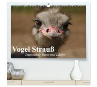 Vogel Strauß. Imposanter Riese und Läufer (hochwertiger Premium Wandkalender 2026 DIN A2 quer), Kunstdruck in Hochglanz: Der größte Laufvogel der Erde