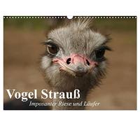 Vogel Strauß. Imposanter Riese und Läufer (Wandkalender 2026 DIN A3 quer), CALVENDO Monatskalender: Der größte Laufvogel der Erde