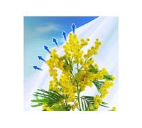 Voile NORTENE