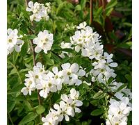 Voiles de mariée 'The Bride' - Exochorda 'The Bride' 50-60 cm pot | Arbuste ornemental, floraison blanche spectaculaire, parfait haie fleurie