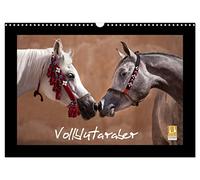 Vollblutaraber (Wandkalender 2026 DIN A3 quer), CALVENDO Monatskalender: Araber - ein Traum von Freiheit und Schönheit