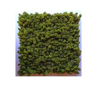 Volum Agencement Mur végétal en lichen stabilisé 100% naturel - 1 m² - VA-plaque-lichenstabilise-m2