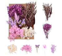 volumoon Fleurs Séchées, Naturelles Bouquet de Fleurs Séchées, Vraies Fleurs Pressées, Fleurs Pressées Séchées, pour Cadre Photo Bricolage Résine Bijoux Scrapbooking Bougie Décoration (Violet)