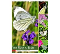Von Blüte zu Blüte - Weißlinge auf Sommer-Tour (Wandkalender 2026 DIN A2 hoch), CALVENDO Monatskalender: Verschiedene Schmetterlinge der Familie der Weißlinge