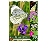 Von Blüte zu Blüte - Weißlinge auf Sommer-Tour (Wandkalender 2026 DIN A3 hoch), CALVENDO Monatskalender: Verschiedene Schmetterlinge der Familie der Weißlinge