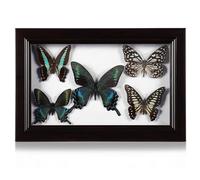 VOSAREA Cadre en Bois Véritable 12 Pouces pour Spécimen à Suspendre, Décoration Murale Artisanale pour Salon et Chambre, Présentoir d'Œuvre d'Art DIY