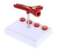 VOSAREA Modèle cardiovasculaire humain Modèle d’exposition de vaisseau sanguin pour enseignement de physiologie et d’anatomie aux étudiants realistic PVC 7.09x6.30x5.12in