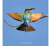 Vovete - Providence [Import]