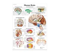 VOVOL Affiche d'anatomie du cerveau humain, poster educatif pour salle de classe, anatomical-poster colore sans cadre