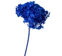 Vrai Hortensia Stabilisé Bleu Roi, Naturel et préservé, Souvenir de Mariage | Éternel, Centre de Table Mariage, Bouquet Fleur séchée (Bleu)