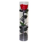 Vraie rose éternelle - YYV - Rose durable - 27 cm - Emballage cadeau transparent - Mixte