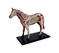 Vryzmo Modèle D'Anatomie D'Organe Animal 4D Cheval Intelligence Assemblage Jouet Enseignement Modèle D'Anatomie DIY Appareils Scientifiques Populaires