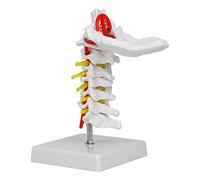 Vvikizy Modèle de Vertèbre Cervicale, Anatomie de la Colonne Vertébrale Humaine Grandeur Nature avec L'os Occipital et 7 Vertèbres, Modèle PVC détaillé pour l'enseignement et