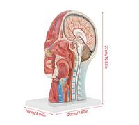 Vvikizy Modèle Médical Anatomique de Section Médiane du Cerveau Grandeur Nature. Chiffres Très Détaillés Marqués pour l'enseignement Hospitalier Scolaire, Base en Plastique PVC