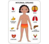 VZZCGJVT Puzzle Montessori Puzzle de la Structure du Corps Humain, Anatomie Modèle d'organe Anatomie Jouet Organe Humain Aides pédagogiques,Girl Orange