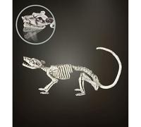 W WIDMANN MILANO Party Fashion - Animaux 996 Rat modelable 38 cm Squelette et tête de Mort fête Carnaval, Enfants Unisexes, 11009669, Multicolore, Taglia Unica