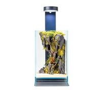 WabiFlur Terrarium stabilisé Creus en Verre Extra-Clair avec lumière LED et Support, avec des Fleurs stabilisées décor Naturel élégant sans Entretien pour la Maison, Le Bureau et Les idées Cadeaux
