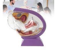 WADPP Modèle d'Anatomie de l'Utérus Féminin Transparent, Système Reproducteur 3D avec Vessie et Ovaires, Outil Pédagogique Médical pour Étudiants en Soins Infirmiers et Éducation des Patients,Purple