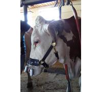 WAHL-Hausmarke LICOL ANTI-DISPERSION DE FOURRAGE, taille 1, petit, marque WAHL pour les bovins Braunvieh sans cornes