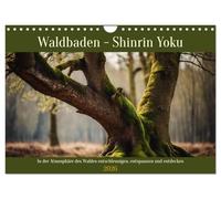 Waldbaden - Shinrin Yoku (Wandkalender 2026 DIN A4 quer), CALVENDO Monatskalender: In der Atmosphäre des Waldes entschleunigen, entspannen und entdecken