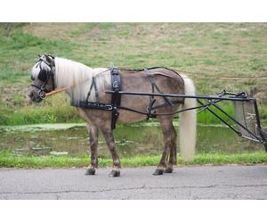 Waldhausen Harnais simple economic, Pony et Shetty poitrine robuste en cuir Shetland